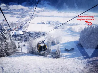 Vergissmeinnicht im Winter