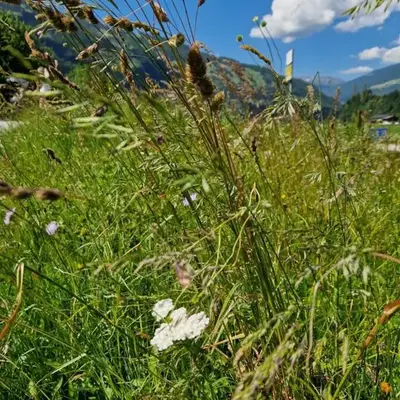 Chalet Johanna