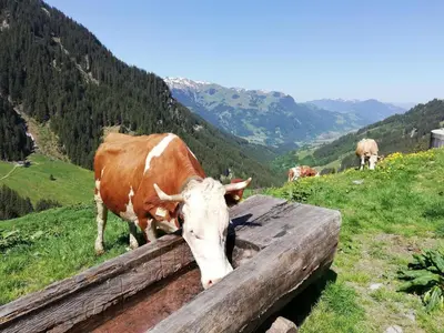 Tiere in der Ferienwohnung oder in der Nähe