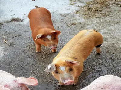 Tiere in der Ferienwohnung oder in der Nähe
