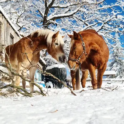 Tiere in diesem Bauernhof oder in der Nähe