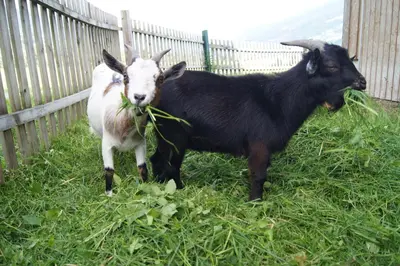Tiere in der Ferienwohnung oder in der Nähe