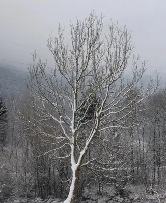 Ferienhaus Spieljochblick im Winter