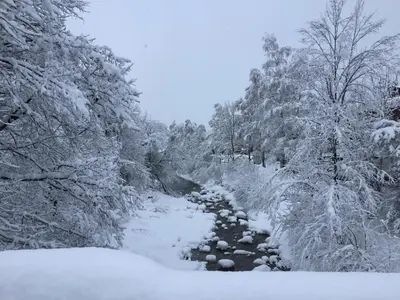 Apart Linde im Winter