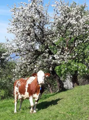Tiere in diesem Bauernhof oder in der Nähe