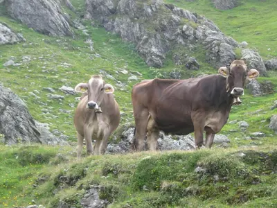Tiere in diesem Bauernhof oder in der Nähe