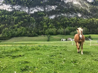Tiere in diesem Bauernhof oder in der Nähe