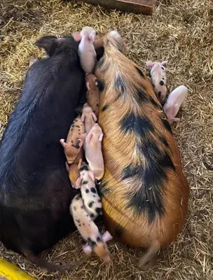 Tiere in der Ferienwohnung oder in der Nähe