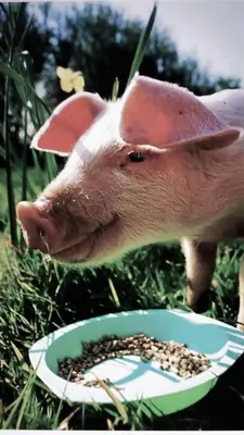 Tiere in der Ferienwohnung oder in der Nähe
