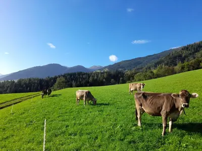 Tiere in diesem Bauernhof oder in der Nähe
