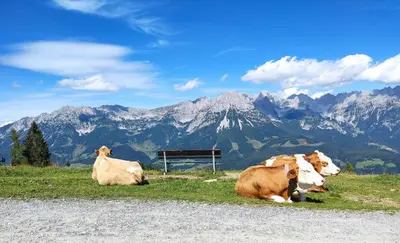 Tiere in der Ferienwohnung oder in der Nähe