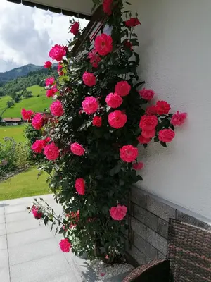 Ein allgemeiner Bergblick oder ein Berglick von des Privatzimmers aus