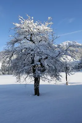 Ferienwohnungen Vordergriess im Winter