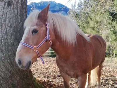 Tiere in der Ferienwohnung oder in der Nähe