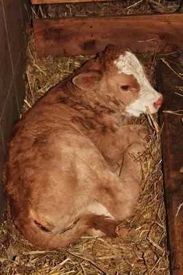 Tiere in der Ferienwohnung oder in der Nähe