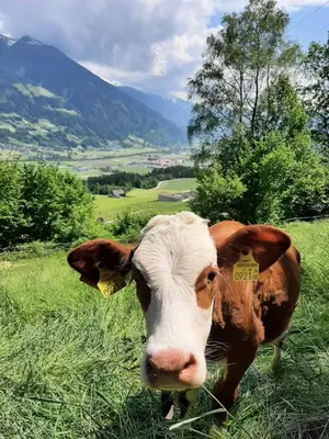 Tiere in der Ferienwohnung oder in der Nähe