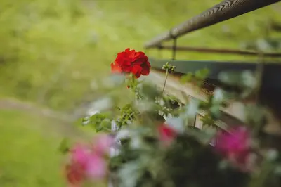 Ein Garten an der Unterkunft Wieshofgut