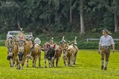 Tiere in diesem Bauernhof oder in der Nähe
