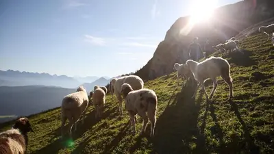 Tiere in der Ferienwohnung oder in der Nähe