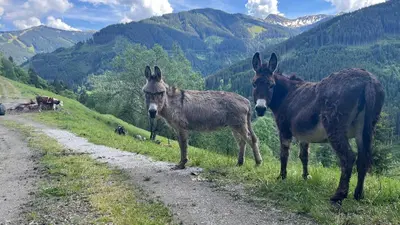 Tiere in der Ferienwohnung oder in der Nähe