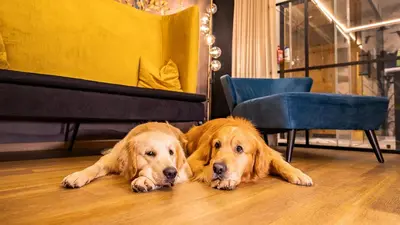 Haustiere von Gästen der Unterkunft Hotel Magdalena im Zillertal - Urlaub mit Hund
