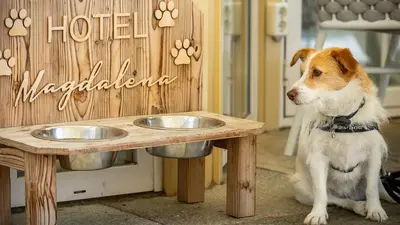 Haustiere von Gästen der Unterkunft Hotel Magdalena im Zillertal - Urlaub mit Hund