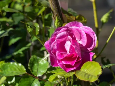 Ein Garten an der Unterkunft Blaserhof
