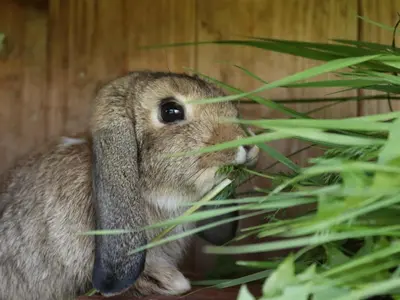 Tiere in der Ferienwohnung oder in der Nähe