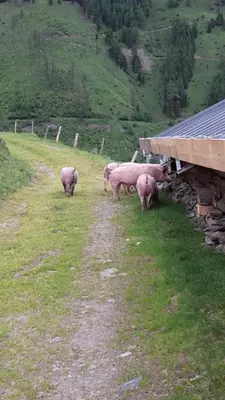 Tiere in der Ferienwohnung oder in der Nähe