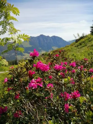 Naturlandschaft in der Nähe der Ferienwohnung