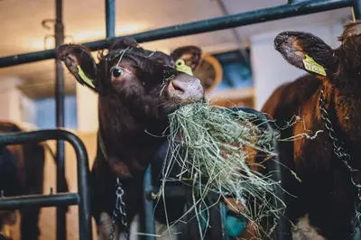 Tiere im Hotel oder in der Nähe