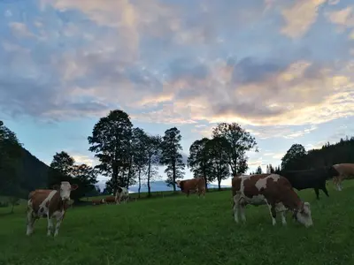 Tiere in der Ferienwohnung oder in der Nähe