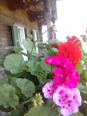 Ein Garten an der Unterkunft Selbstversorgerhütte Plafing