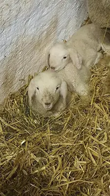 Tiere in der Ferienwohnung oder in der Nähe
