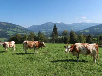 Tiere in der Ferienwohnung oder in der Nähe