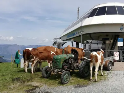 Tiere in der Ferienwohnung oder in der Nähe