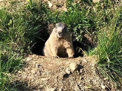 Tiere in der Ferienwohnung oder in der Nähe