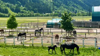 Tiere in der Ferienwohnung oder in der Nähe