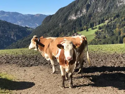 Tiere im Chalet oder in der Nähe