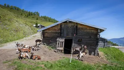 Tiere im Ferienhaus oder in der Nähe