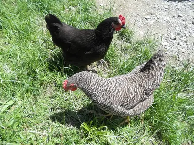 Tiere in der Ferienwohnung oder in der Nähe