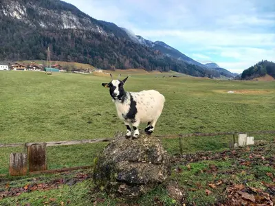 Tiere in der Ferienwohnung oder in der Nähe