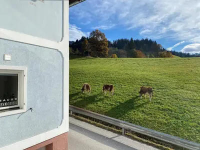 Tiere in der Ferienwohnung oder in der Nähe