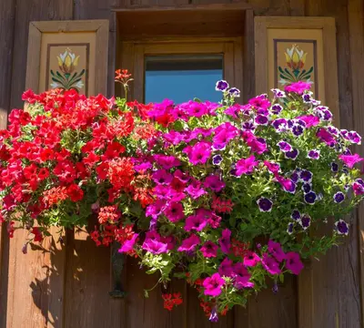 Ein Garten an der Unterkunft Appartements Jochum