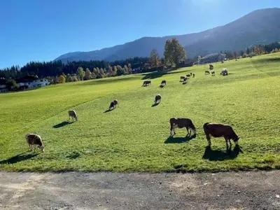Tiere in der Ferienwohnung oder in der Nähe