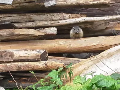 Tiere in diesem Bauernhof oder in der Nähe