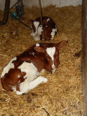 Tiere in der Pension oder in der Nähe