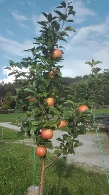 Ein Garten an der Unterkunft Schießling Hof