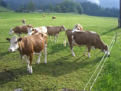 Tiere in diesem Bauernhof oder in der Nähe