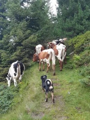 Tiere in diesem Bauernhof oder in der Nähe